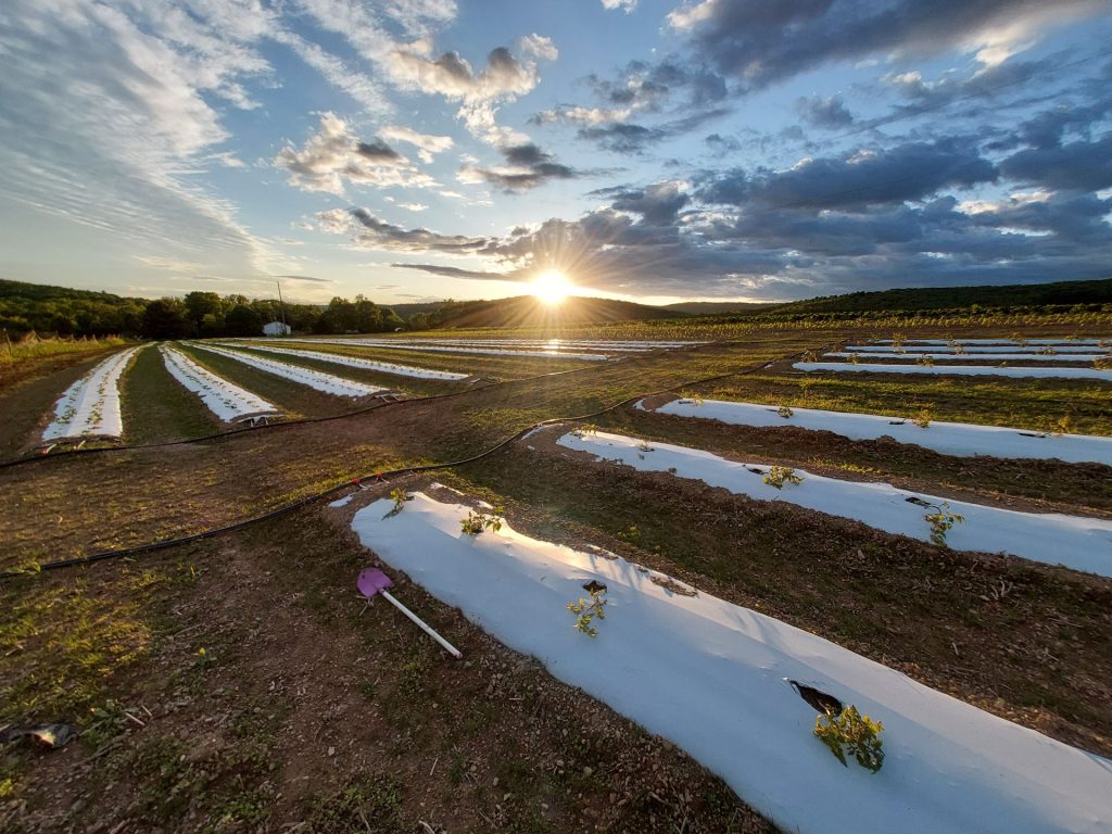 Open View Acres - Family-Owned Local Farm | Orwigsburg PA